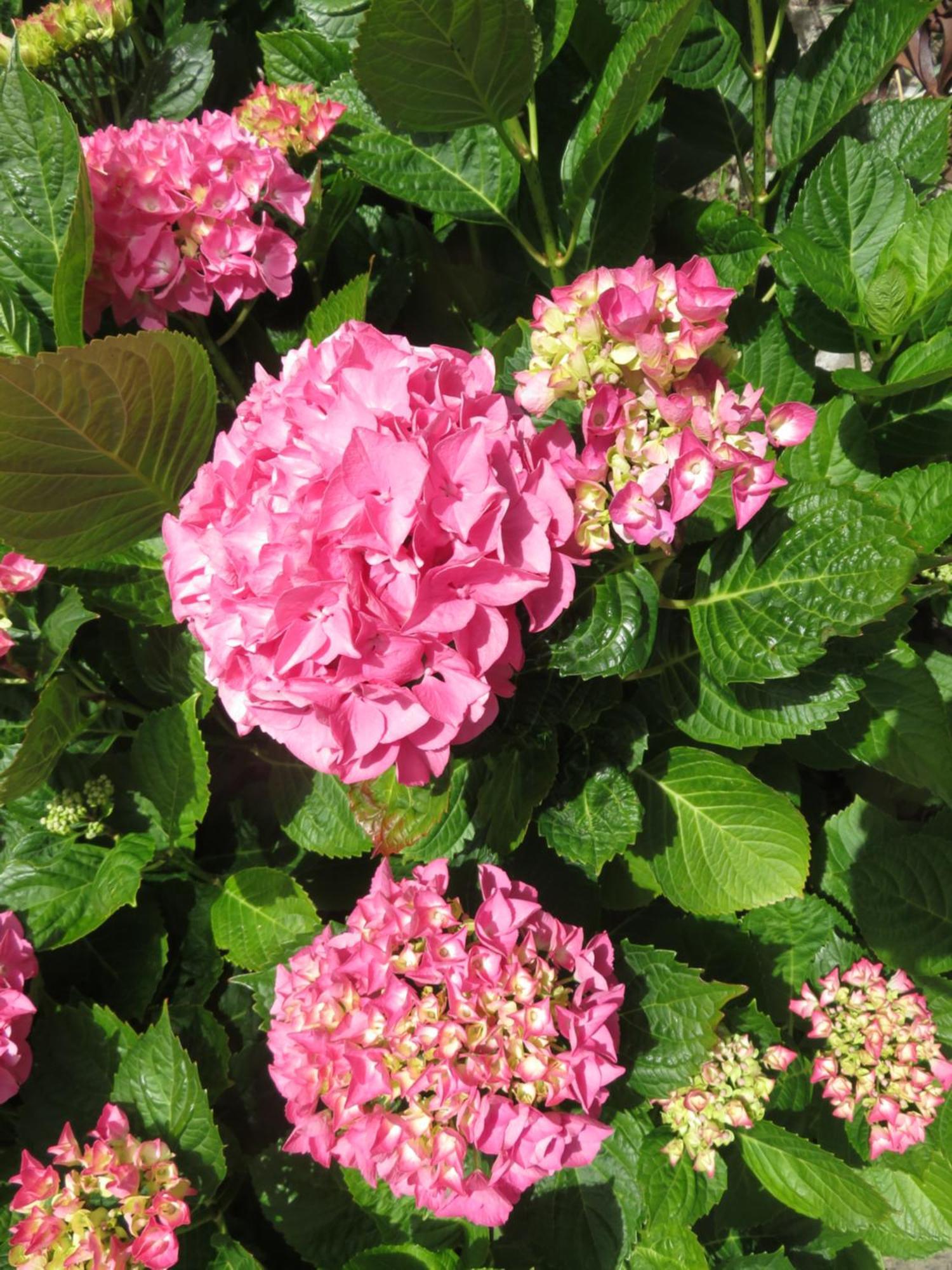 Le Jardin A Mordreuc Bed & Breakfast Pleudihen-sur-Rance ภายนอก รูปภาพ