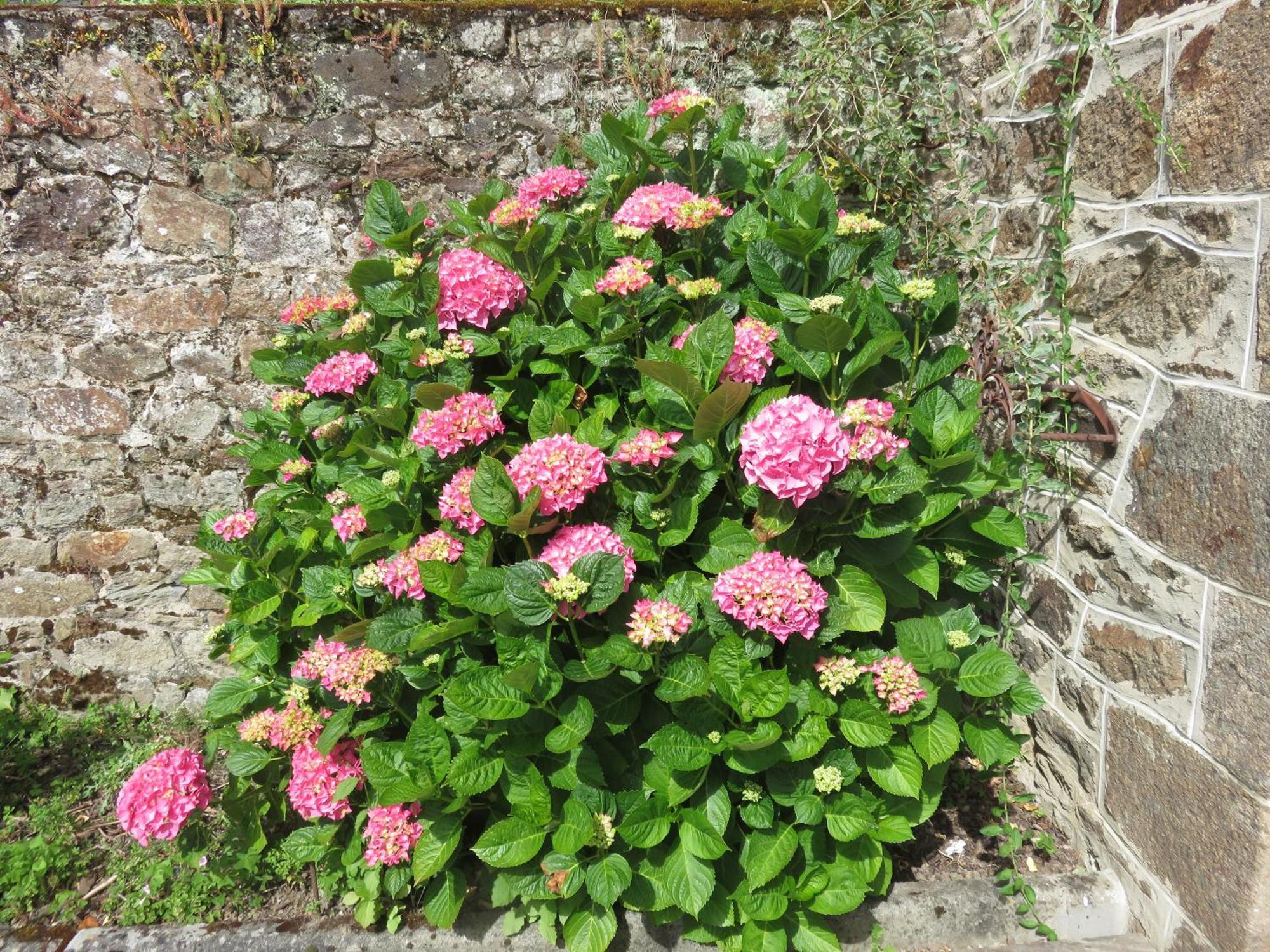 Le Jardin A Mordreuc Bed & Breakfast Pleudihen-sur-Rance ภายนอก รูปภาพ